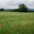 Gerstenfeld