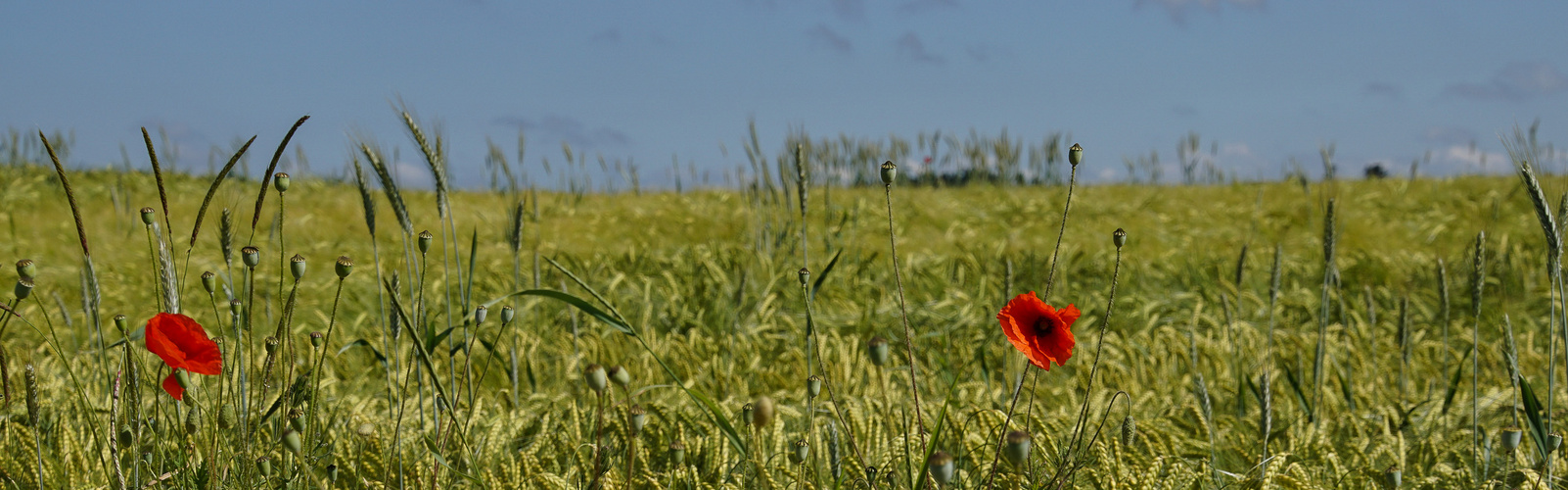 Gerstenfeld + 2x Mohn