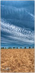 Gerstenfeld am Himmel