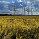 Gerstenfeld bei Niederzier im Sommerwind