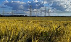 Gerstenfeld bei Niederzier im Sommerwind