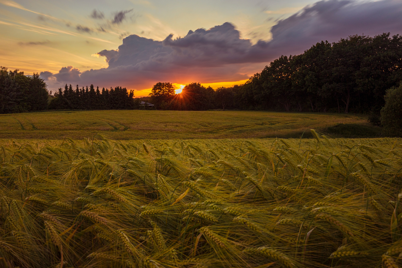 Gerstenfeld bei Sonnenuntergang