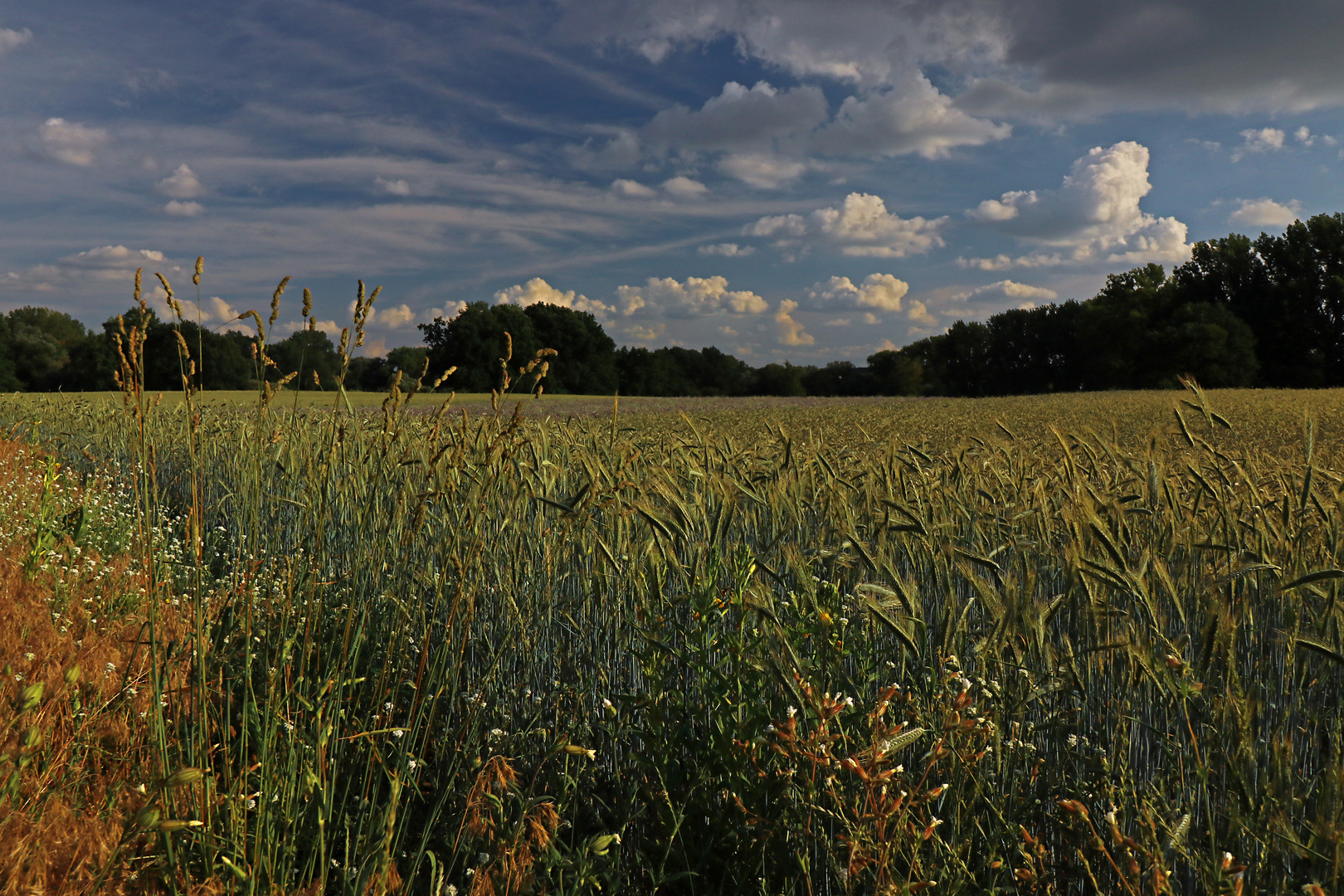 Gerstenfeld bei Veltenhof