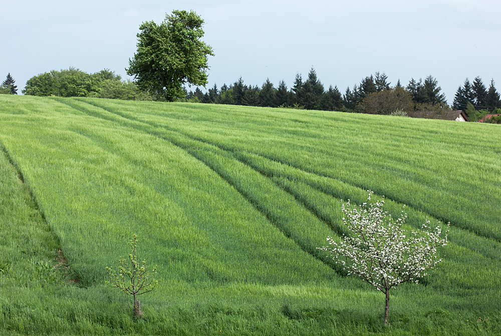 Gerstenfeld