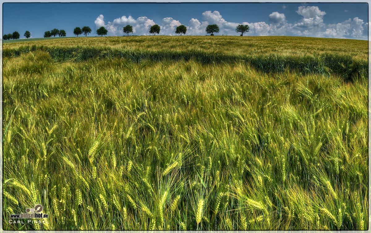 Gerstenfeld grün