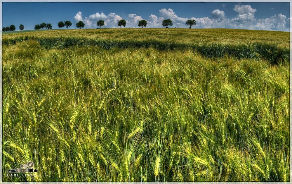 Gerstenfeld grün