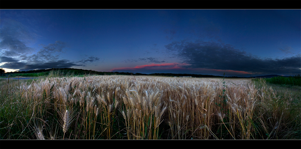 Gerstenfeld im Abendlicht