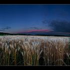 Gerstenfeld im Abendlicht