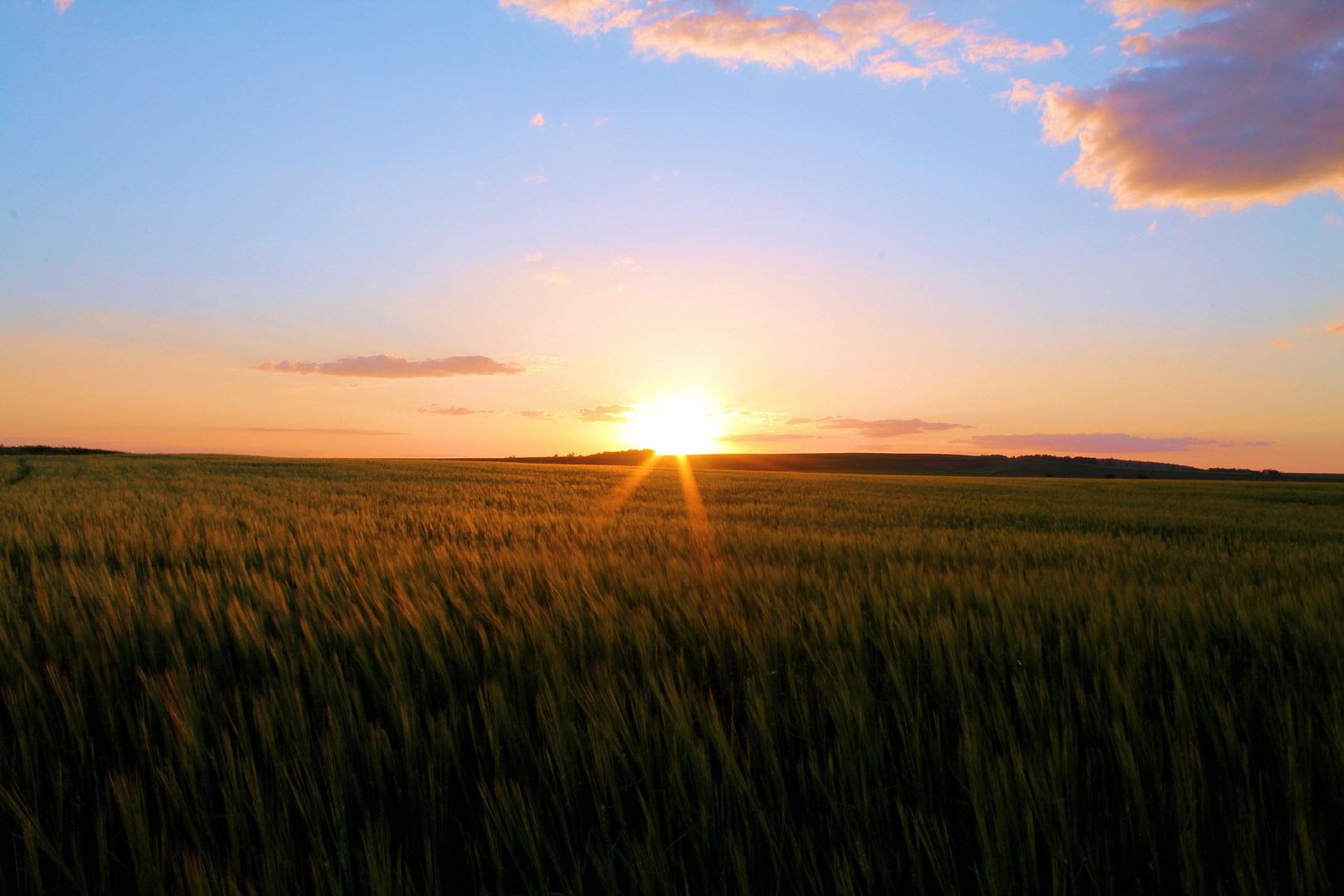 Gerstenfeld im Abendrot