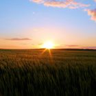 Gerstenfeld im Abendrot