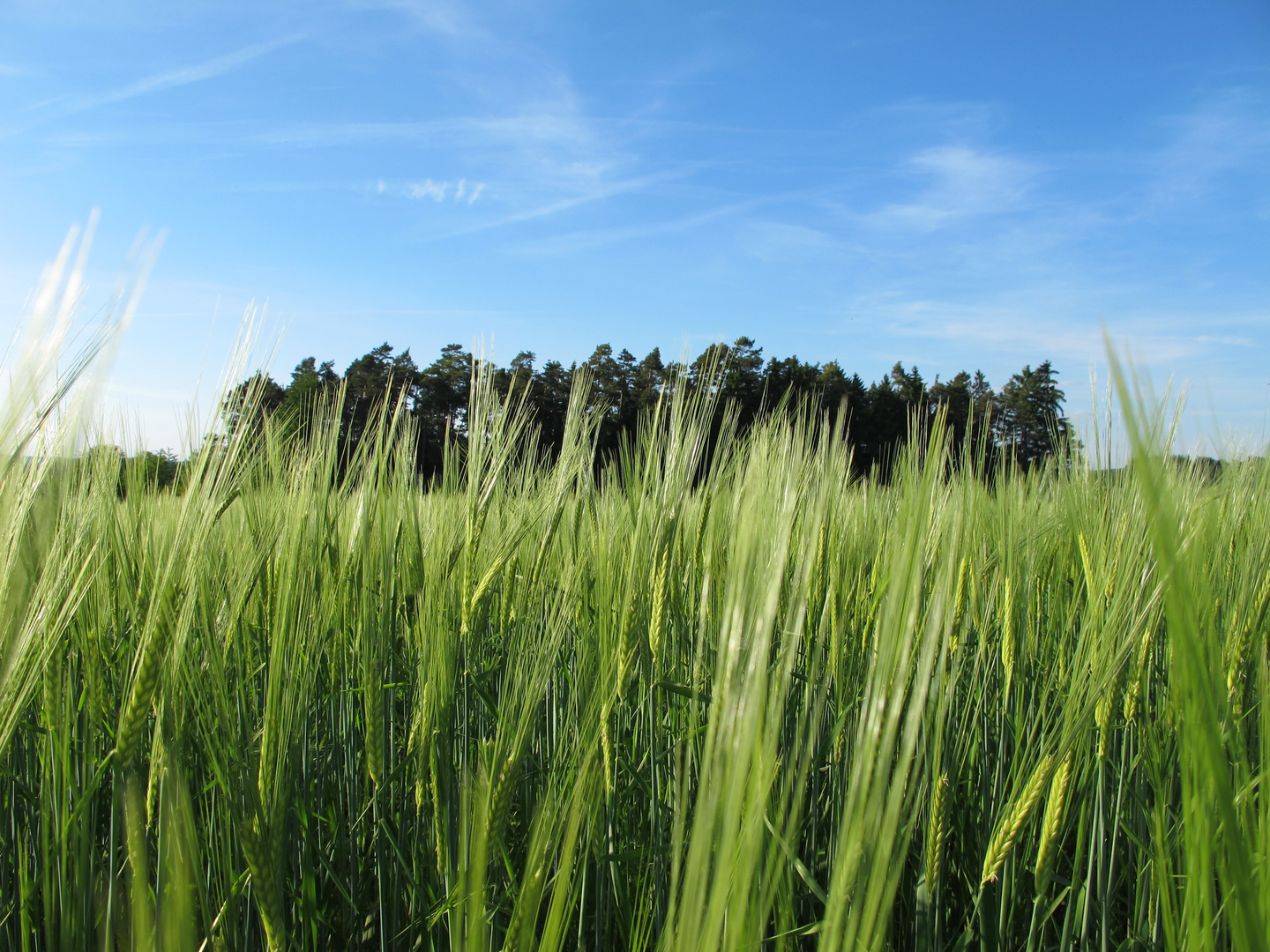 Gerstenfeld im Juni