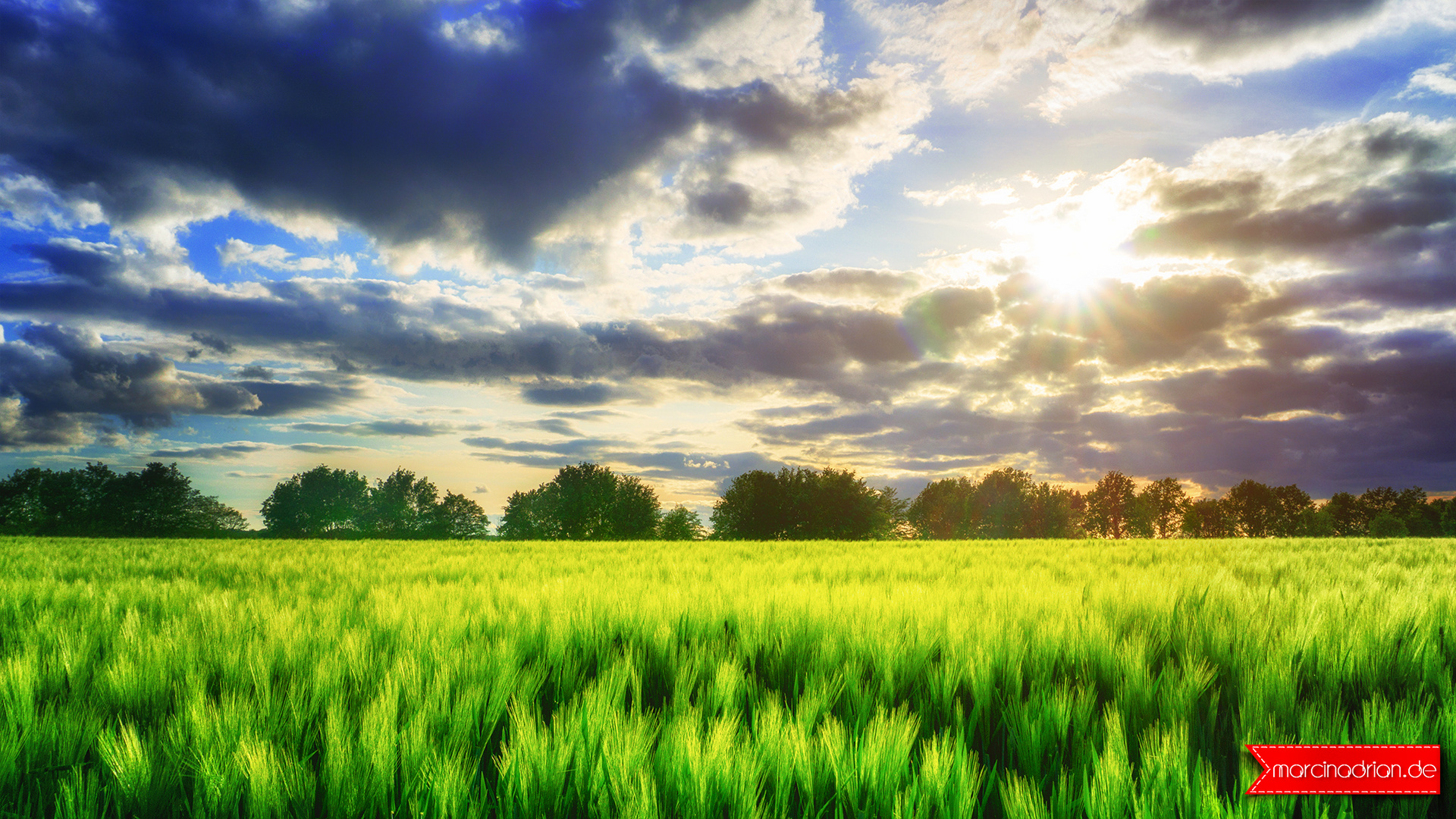 Gerstenfeld im Mai. Staffelsweg, 50389 Wesseling, #meinWesseling, Köln und Bonn © Marcin Adrian