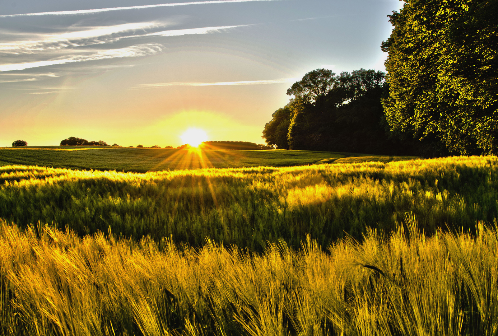 Gerstenfeld im Sonnenuntergang