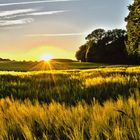 Gerstenfeld im Sonnenuntergang