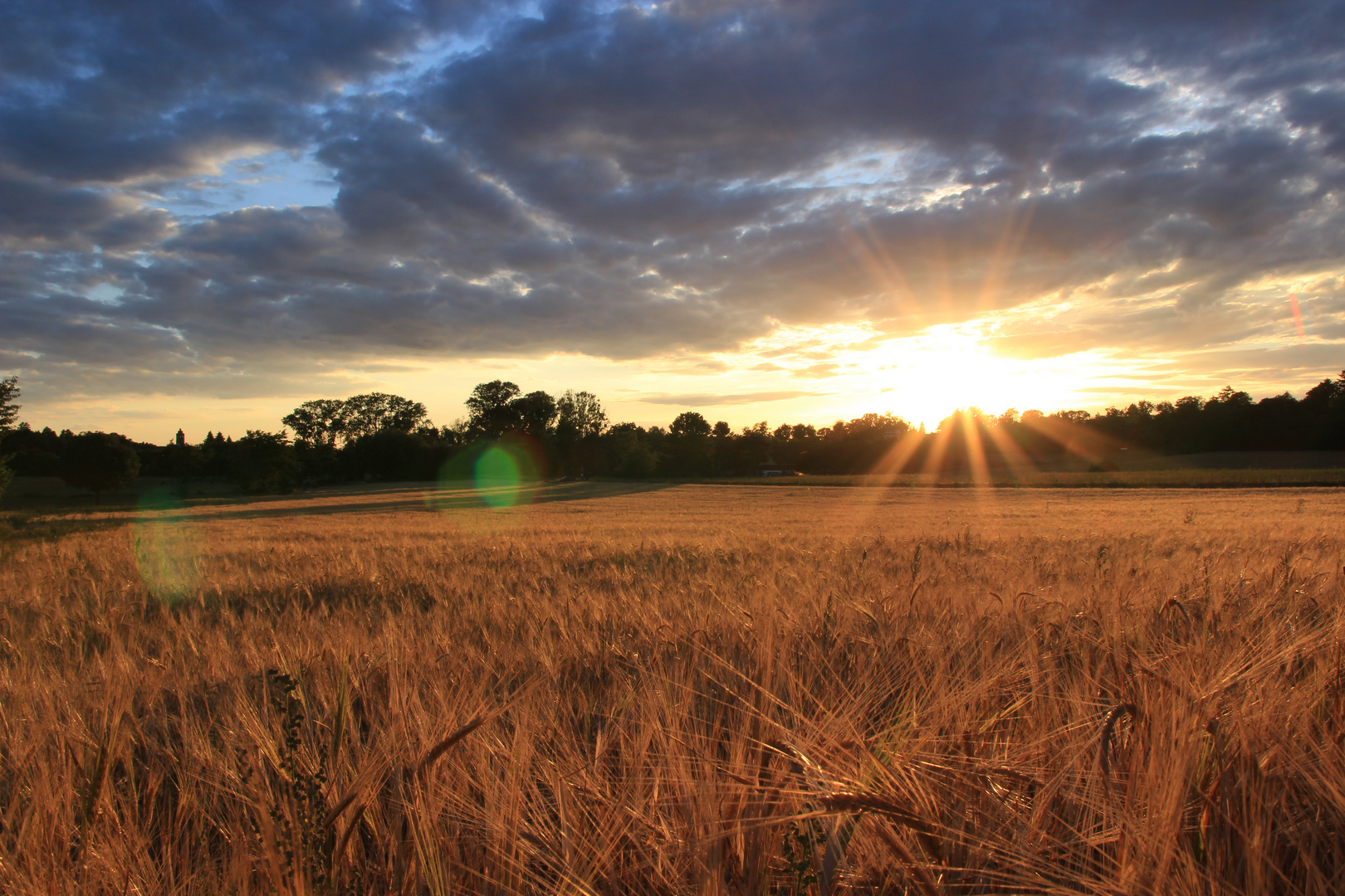 Gerstenfeld im Sonnenuntergang 