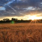 Gerstenfeld im Sonnenuntergang 