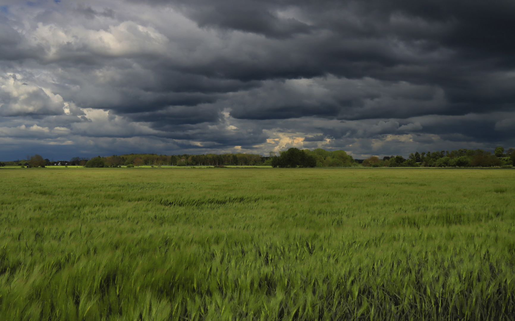 Gerstenfeld im Wind