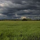 Gerstenfeld im Wind