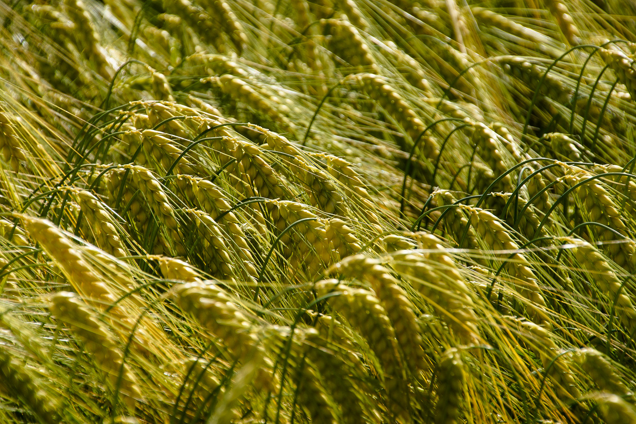 Gerstenfeld im Wind