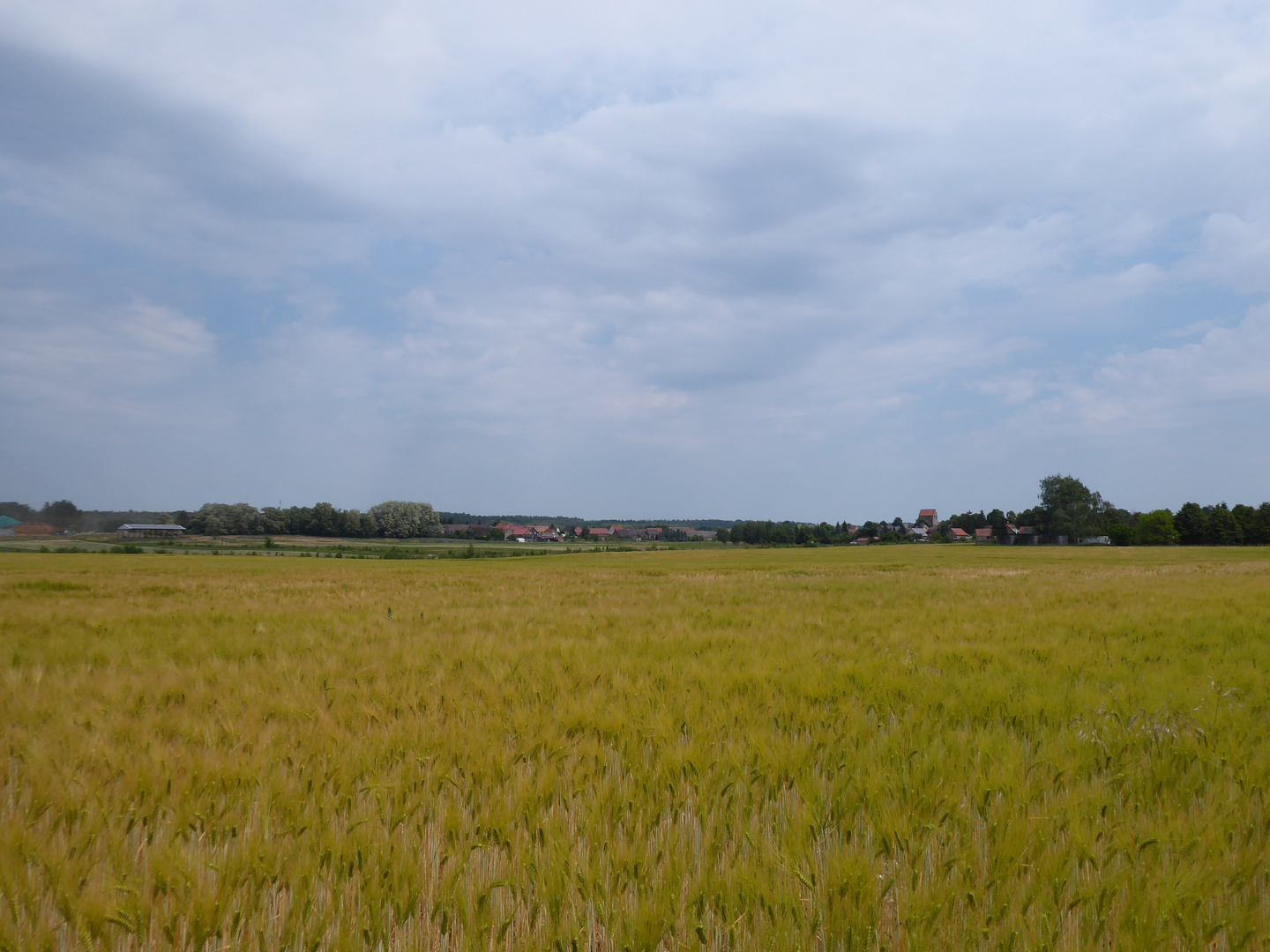 Gerstenfeld mit Blick auf Reetz