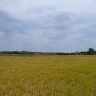 Gerstenfeld mit Blick auf Reetz