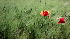 Gerstenfeld mit Mohn