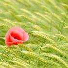 Gerstenfeld mit Mohnblume