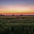 Gerstenfeld nach Sonnenuntergang