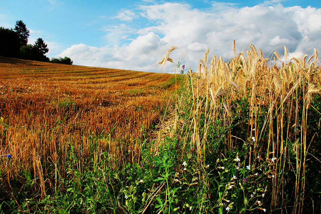 Gerstenfeld und gemähtes Feld