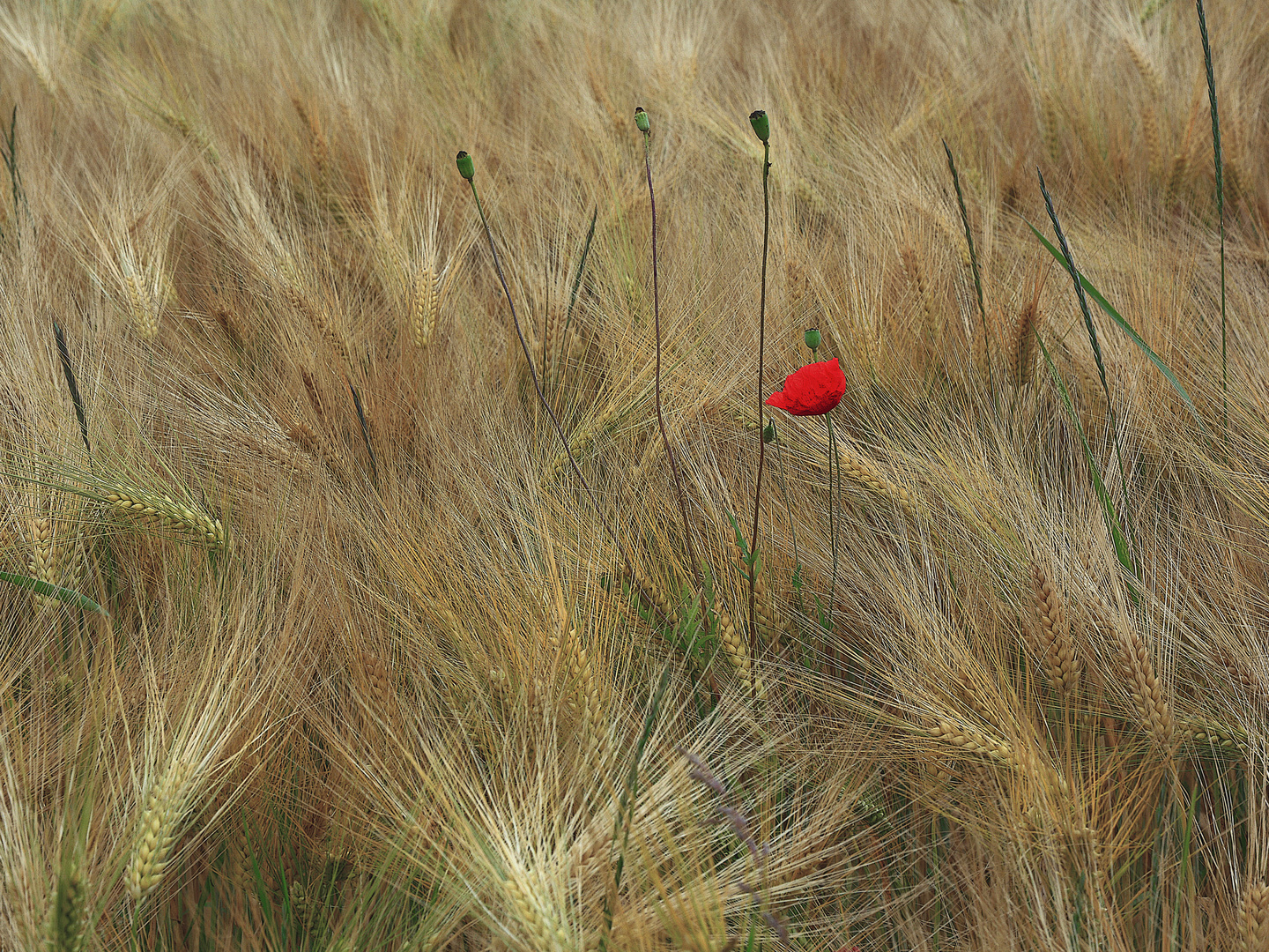 Gerstenfeld und Mohn