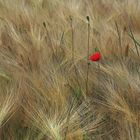 Gerstenfeld und Mohn