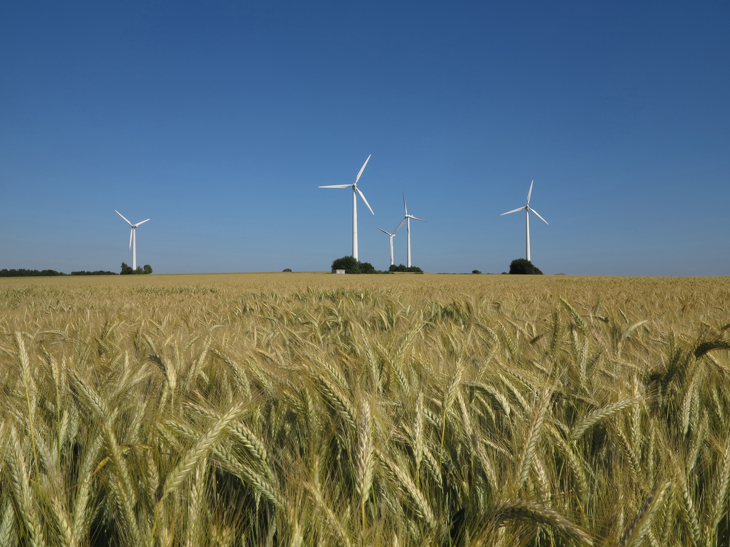 Gerstenfeld und Windkraftanlagen vor blauem Himmel in der Soester Börde