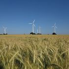 Gerstenfeld und Windkraftanlagen vor blauem Himmel in der Soester Börde