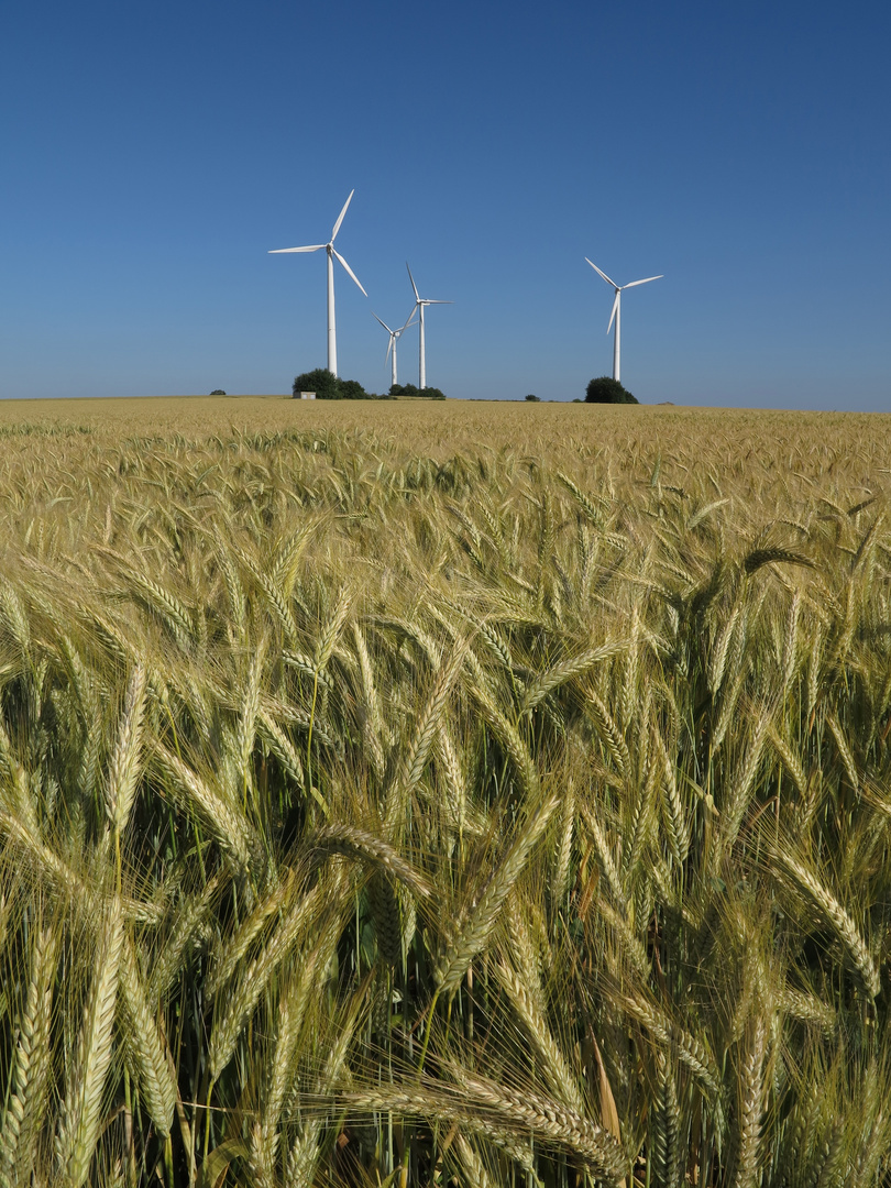 Gerstenfeld und Windkraftanlagen, vor blauem Sommerhimmel in der Soester Börde