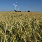 Gerstenfeld und Windkraftanlagen, vor blauem Sommerhimmel in der Soester Börde