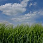 Gerstenfeld vor blau-weißem Wolkenhimmel