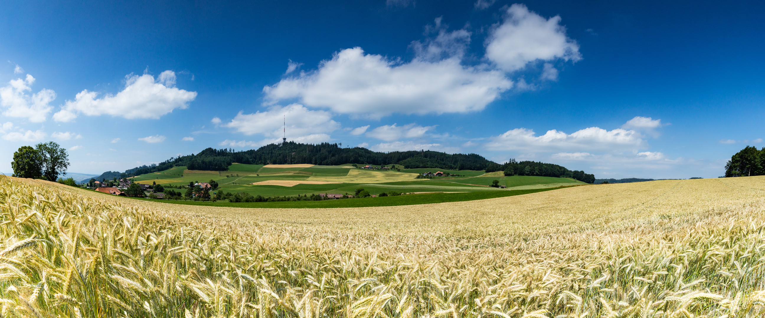 Gerstenfeld vor der Ernte