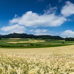 Gerstenfeld vor der Ernte