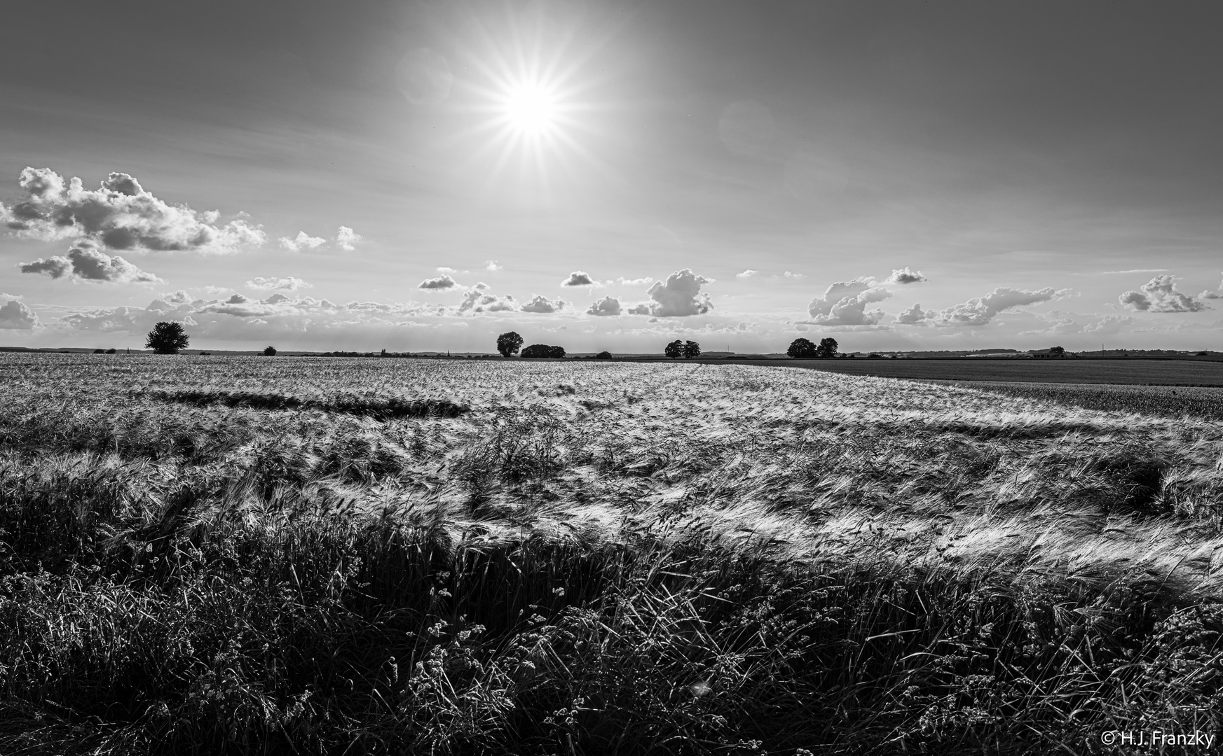 Gerstenglanz-20190606_DSC8776