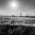 Gerstenglanz-20190606_DSC8776