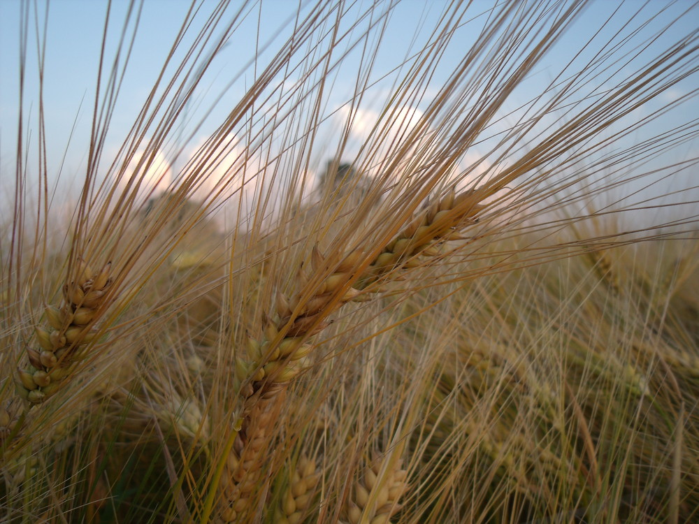 Gerstenhalm ende Sommer