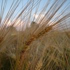 Gerstenhalm ende Sommer