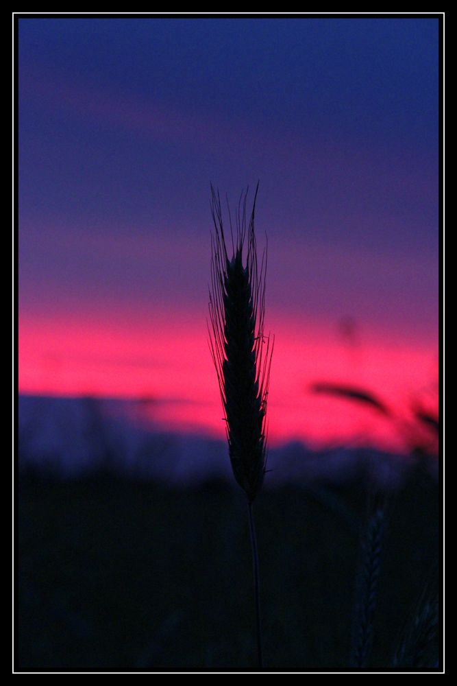 Gerstenhalm im Abendrot