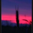 Gerstenhalm im Abendrot