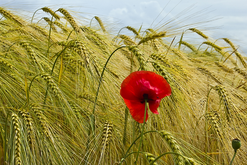 Gerstenhalm und Mohnblüte