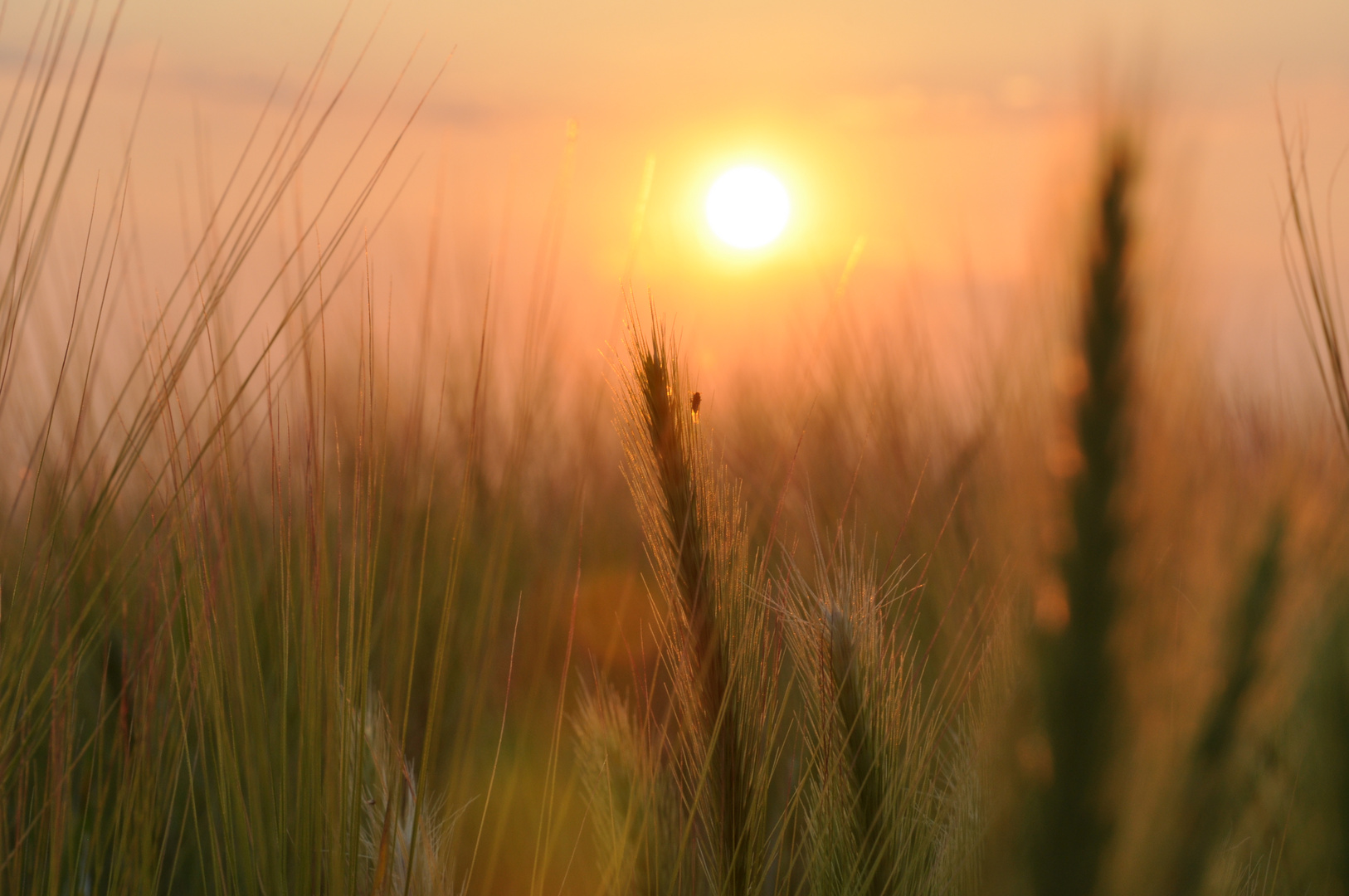 Gerstenimpression im Sonnenuntergang