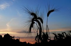 Gerstenkorn im Abendlicht