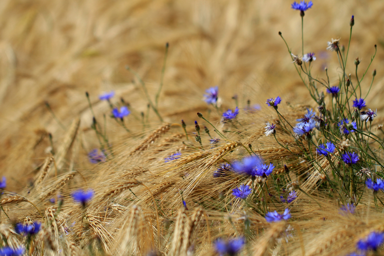 Gerstensaft und Kornblumenblau !