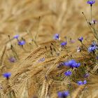 Gerstensaft und Kornblumenblau !