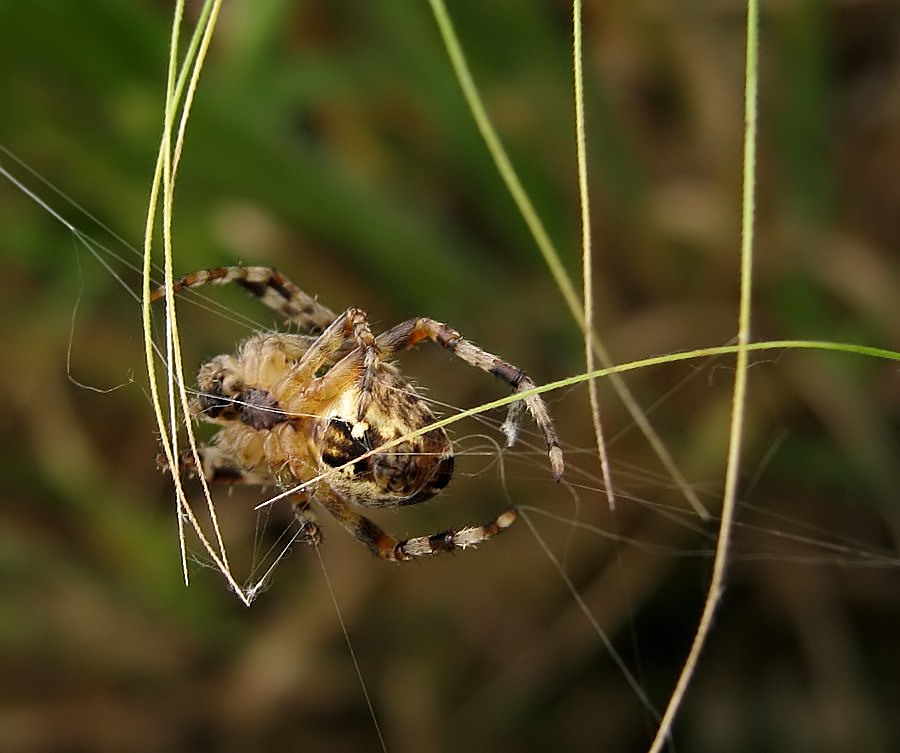 Gerstenspinne